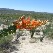 02 - Desierto Central